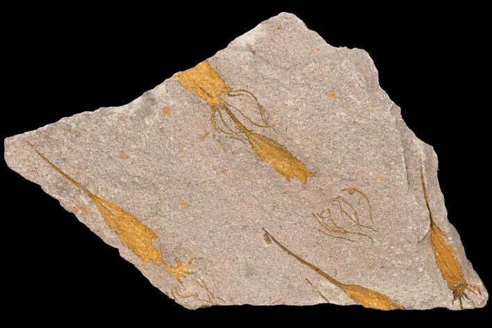 Wide, Eocrinoid (Ascocystites) Plate - Ordovician #118255
